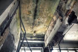 Best Forensic Mold Investigation in Schulenburg, TX